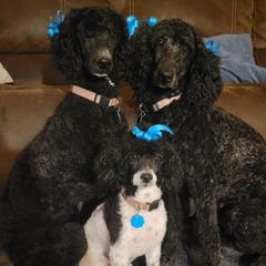 Poodles from Jillian's Poodles