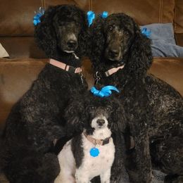 Poodles from Jillian's Poodles