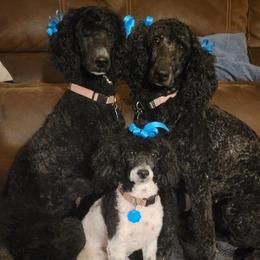 Poodles from Jillian's Poodles