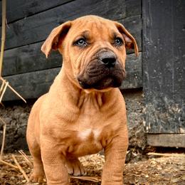 Reservation D - Brown male Boerboel puppy in Pennsylvania from Cold River Boerboels