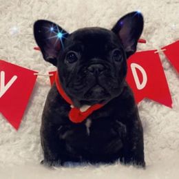 French Bulldogs from Top Ranked Frenchies