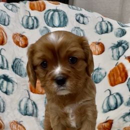 Pink Collar girl - Ruby female Cavalier King Charles Spaniel puppy in Smiths, Alabama from K&K Kennels
