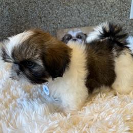 AKC Leonard - Champion Bloodline - Tricolor male Shih Tzu puppy in Long Beach, California from Prieto Shih-Tzu's