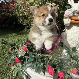 Olivia De Havilland - Sable female Pembroke Welsh Corgi puppy in Delray Beach, Florida from Holly's Pembroke Welsh Corgis