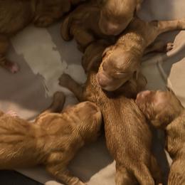 Boy 2 - Dark golden male Golden Retriever puppy in Wind Gap, Pennsylvania from Supreme Goldens