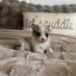 Peanut - Blue merle and white male American Corgi puppy in Paradise, Texas from Bar S Corgis