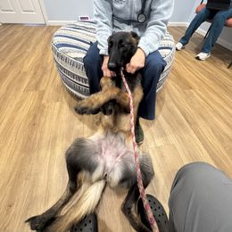 Belgian Malinois Puppies from Fromage Malinois