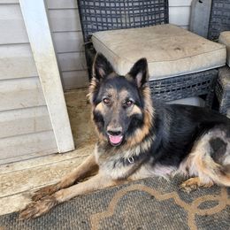 Agnes - German Shepherd