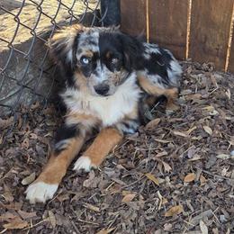 Storm - Miniature Australian Shepherd