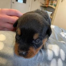Female 3 orange - Black and rust female Rottweiler puppy in Aspers, Pennsylvania from Vom Uberlegenen Rottweilers