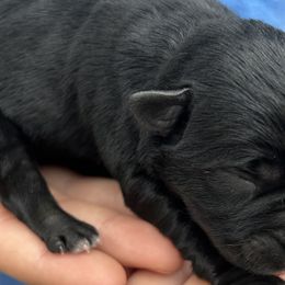 Boy 3 - Black Miniature Schnauzer puppy in Dunkirk, Indiana from Walker's Schnauzers