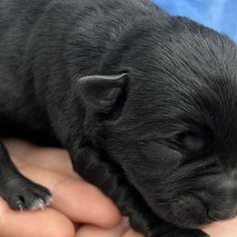 Boy 3 - Black Miniature Schnauzer puppy in Dunkirk, Indiana from Walker's Schnauzers