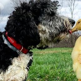 Bernedoodles from Walnut Hollow Kennels