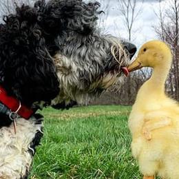 Bernedoodles from Walnut Hollow Kennels
