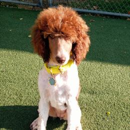 Poodle Puppies from Reeves Family Standard Poodles
