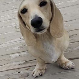 Mr. Weiner - Dachshund