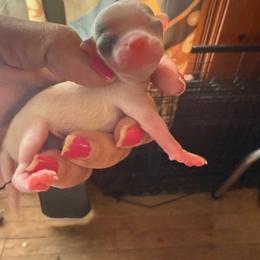 Mighty - Blue and white male Chihuahua puppy in Beaumont, Texas from Anastasia’s Tiny Pupps