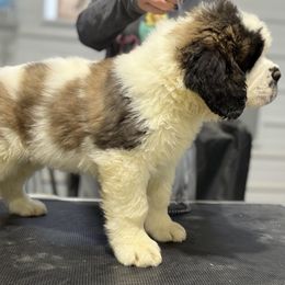Boy 1 - Brown and white male Saint Bernard puppy in Wellington, Colorado from Thunder Keg St. Bernards