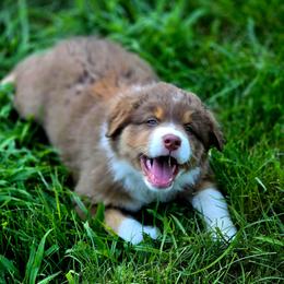 Tandy - Red tri-color female Australian Shepherd puppy in Spencerville, Ohio from Awesome Wigglin Aussies