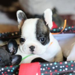 Orange Collar - White and brindle female French Bulldog puppy in Wichita, Kansas from Phantasticus French Bulldogs