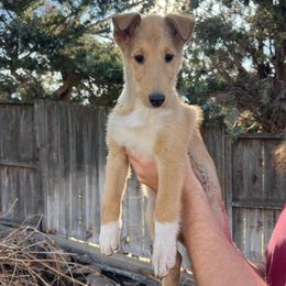 Ham - Sable male Collie puppy in Provo, Utah from Cor Collies