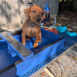 Female 3 - Red female German Pinscher puppy in Chatham, Virginia from WMHK9/Roolyn German Pinschers