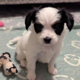 Auroras bigger girl - White and black female Papillon puppy in Joshua, Texas from Summertime Kennels