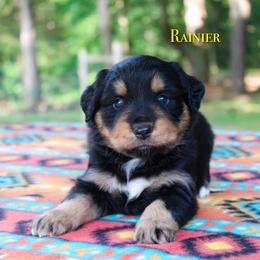 Rainier - Black tri-color female Australian Shepherd puppy in Coldwater, Michigan from Northern Star Australian Shepherds