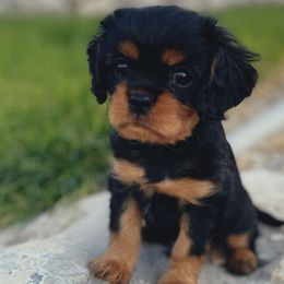 Bandit - Black and tan Cavalier King Charles Spaniel puppy in Tremonton, Utah from Sage Hill Cavaliers