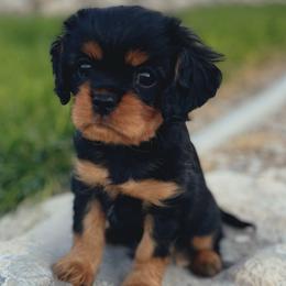 Bandit - Black and tan Cavalier King Charles Spaniel puppy in Tremonton, Utah from Sage Hill Cavaliers