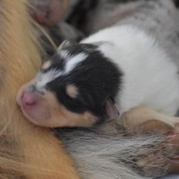 Harp - Blue merle white and tan female Collie puppy in Danville, Pennsylvania from Brookwood Collies, Smooth & Rough