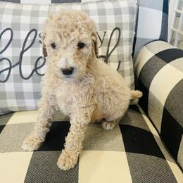 Gracie - Cream female Poodle puppy in Calimesa, California from Coriander Pups
