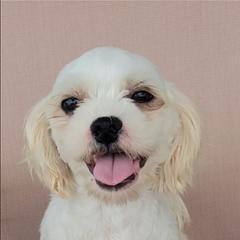 Dazy - Merle female Shichon puppy in Limestone, Tennessee from Pilot Hill Teddy Bear Puppies