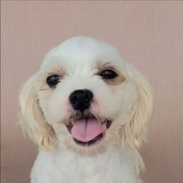 Dazy - Merle female Shichon puppy in Limestone, Tennessee from Pilot Hill Teddy Bear Puppies