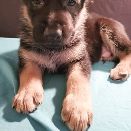 Alaric z Zaruka - Black and tan German Shepherd puppy in West Plains, Missouri from Zaruka German Shepherds