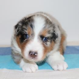 Girl 3 - female Australian Shepherd puppy in Colorado from Firestone Australian Shepherds