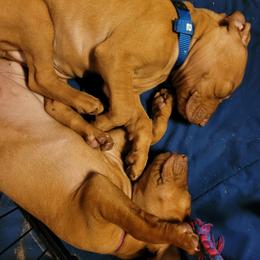 Vizsla Puppies from Ann's Vizslas