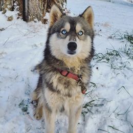 Indi - Siberian Husky