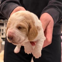 Darla - Red and white female Basset Hound puppy in Monterey, Tennessee from Southern Belles Bassets