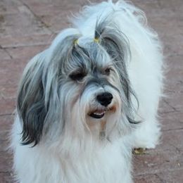 Havanese from Havanese of the Sonoran Desert