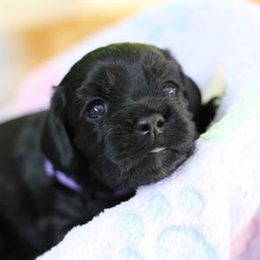 Cockapoo Puppies from JP Cockapoos LLC