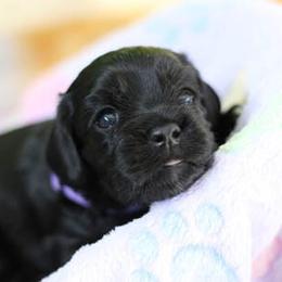 Cockapoo Puppies from JP Cockapoos LLC