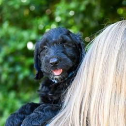 Boy 4 - Assorted Doodle Crosses puppy in Ocala, Florida from Dandy Doodles