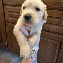 Boy 2 - Light golden male Golden Retriever puppy in Middleburg, Florida from Rise and Shine Goldens
