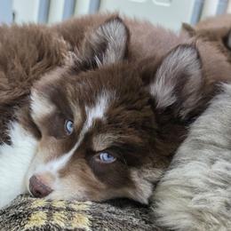 KoaKoa Puffs - Red and white female Siberian Husky puppy in East Tawas, Michigan from BurnsBerg's Woolies