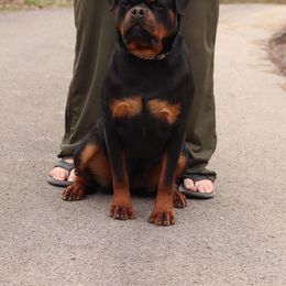 Tess - Rottweiler