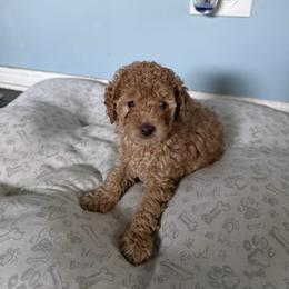 Olivia - Brown female Poodle puppy in Hazel Crest, Illinois from Polina Walker's Poodles