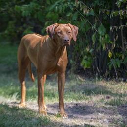 Mazie - Rd whtn brn nose female Rhodesian Ridgeback puppy in Hillman, Minnesota from Rhoxwood Kennel
