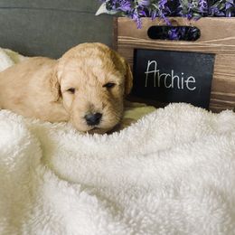 Bernedoodle and Labradoodle Puppies from Royal Doodles