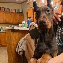 Pink - Red and rust female Doberman Pinscher puppy in Knox, Indiana from Double River Dobermans